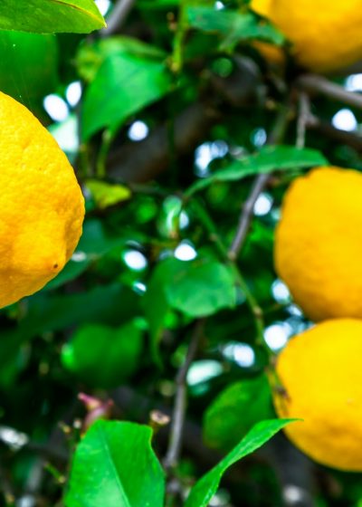 Lemons in a tree