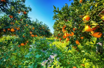 Ripe oranges on tree in orange garden.